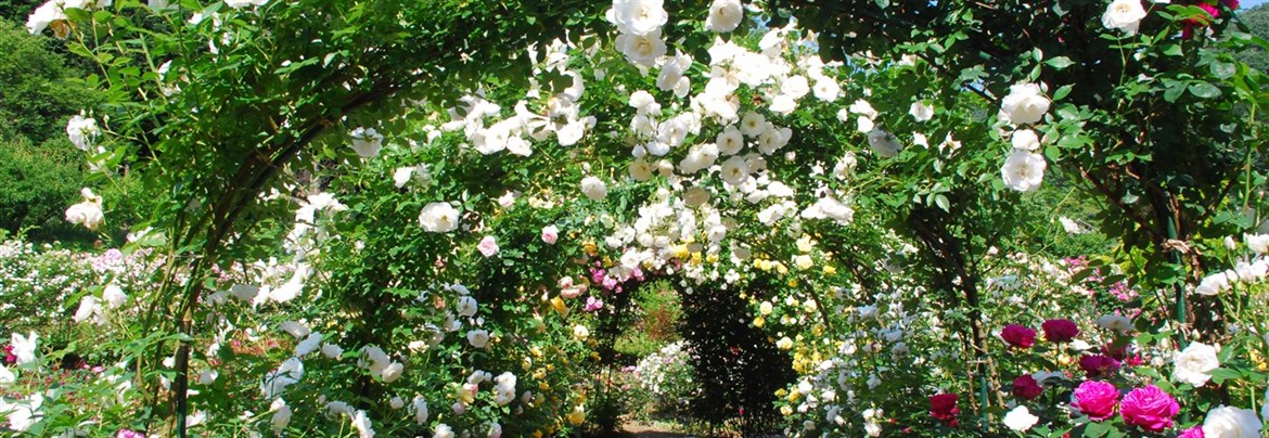 滝ノ入ローズガーデン | 歴史香るまち もろやま｜毛呂山町観光協会